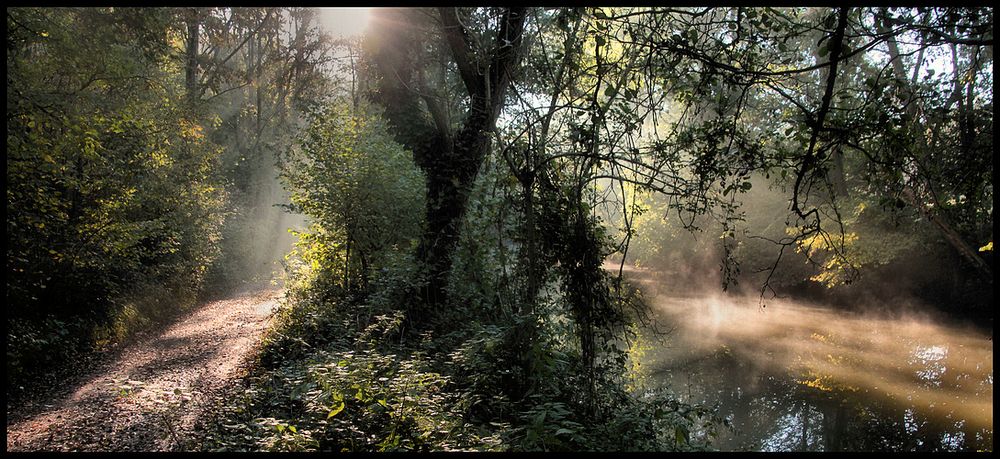 LICHT IM NEBELWALD