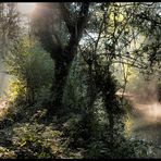 LICHT IM NEBELWALD