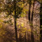 Licht im nebligen Herbstwald