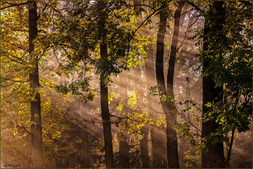 Licht im nebligen Herbstwald