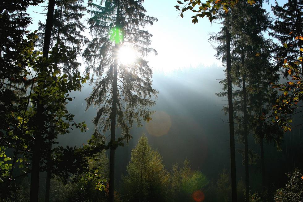 Licht im Schwarzatal