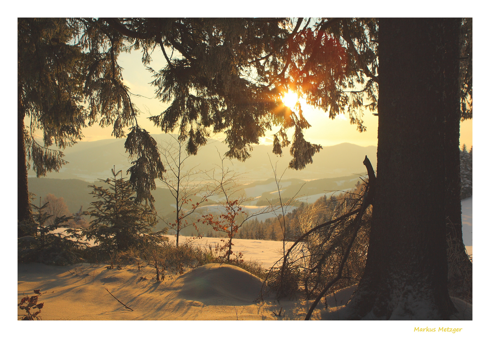 Licht im Schwarzwald