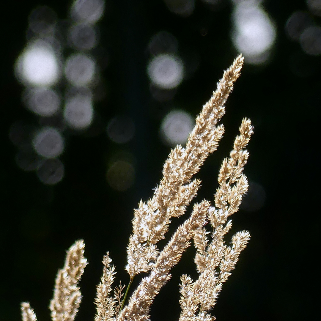 Licht im September 6