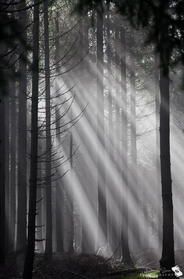Licht im Tannenwald