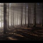 Licht im Tannenwald