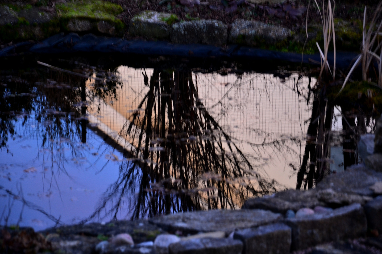 Licht im Teich