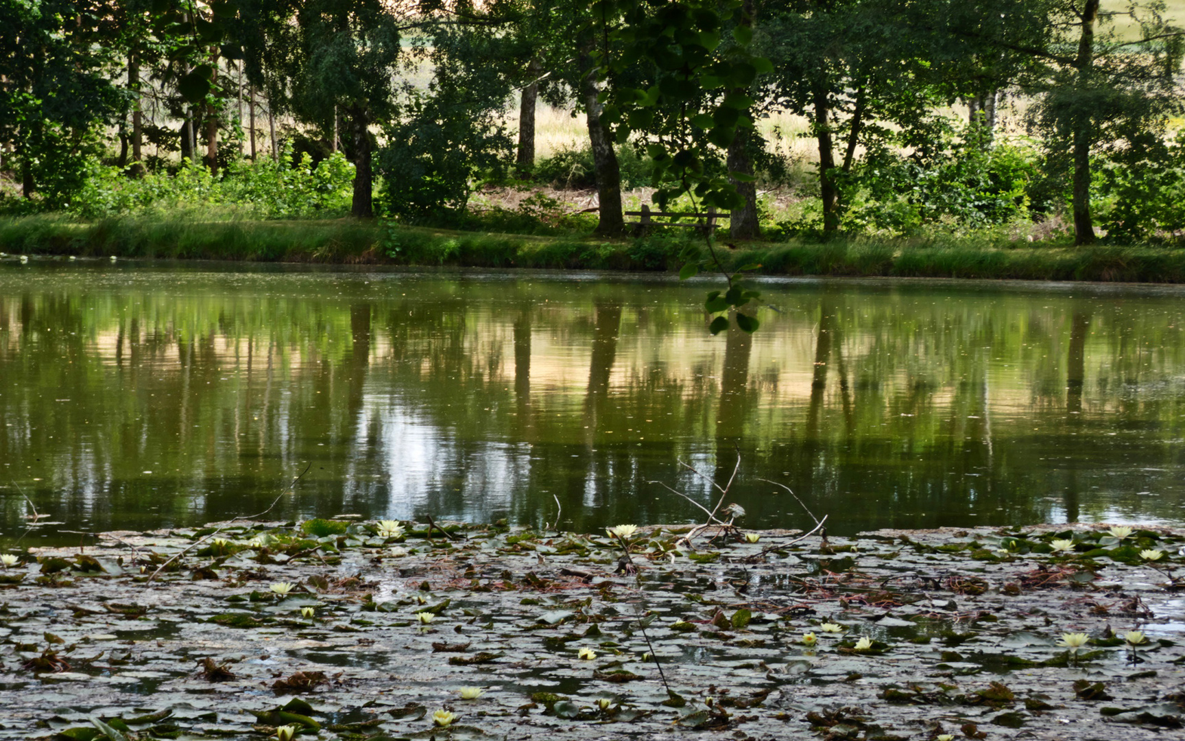 Licht im Teich Foto & Bild natur, landschaft, teich solling Bilder