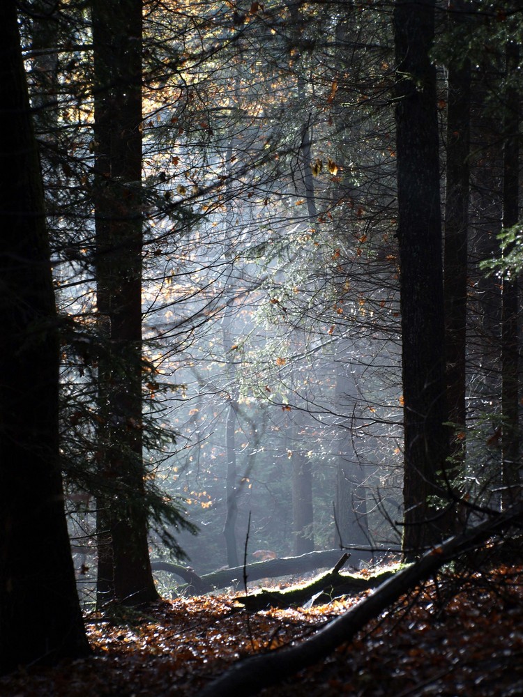 Licht im tiefen Wald