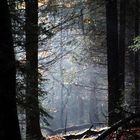 Licht im tiefen Wald