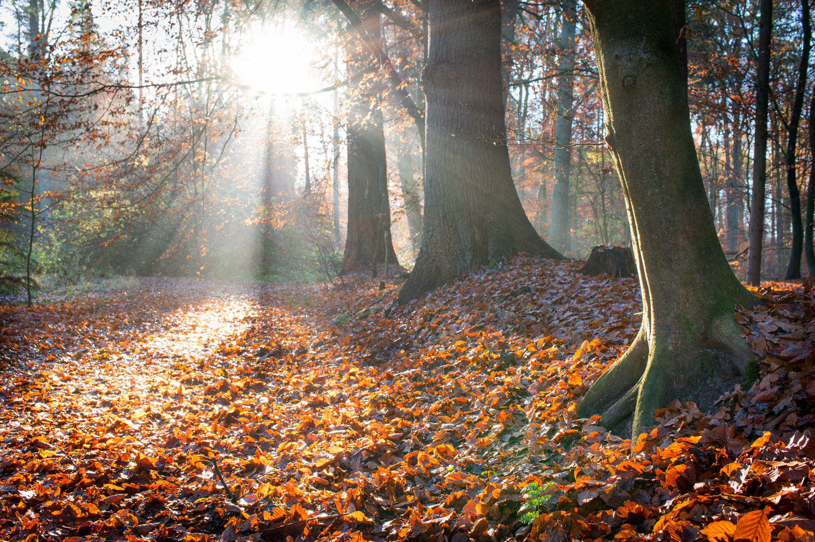 Licht im Wald 01