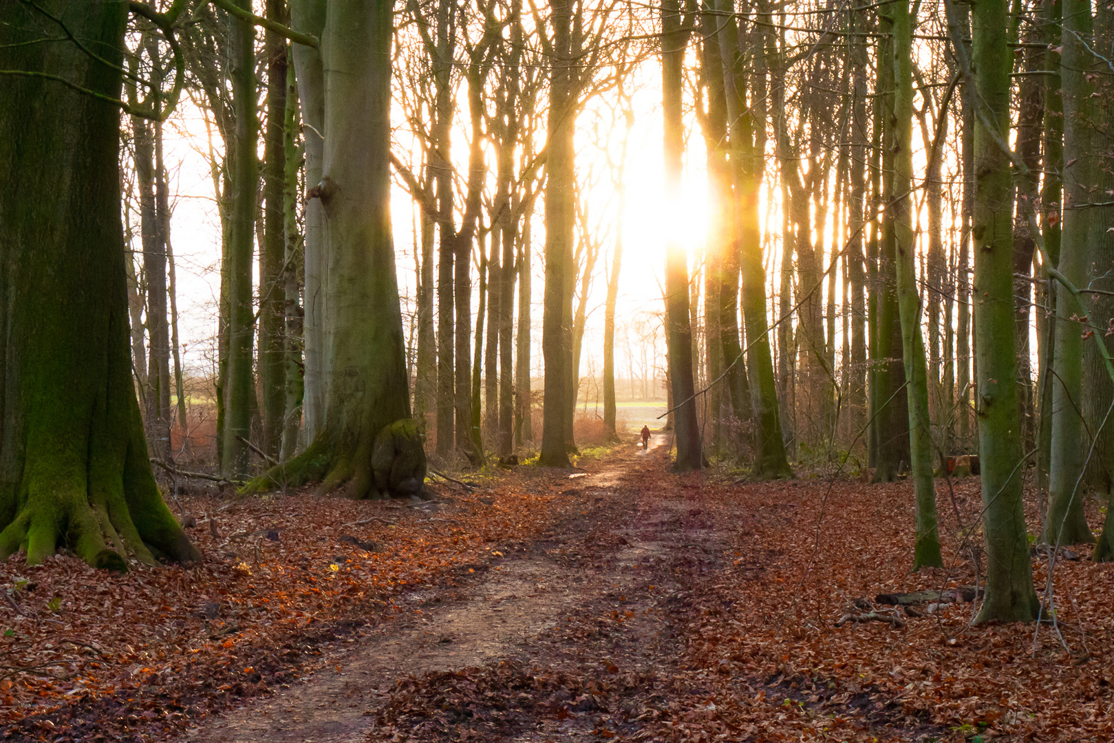 Licht im Wald 02