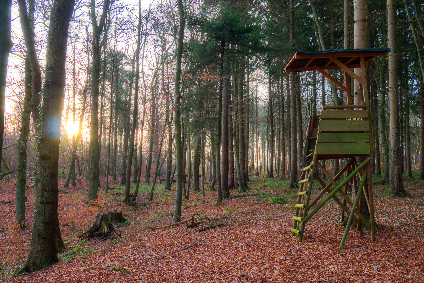 Licht im Wald 03