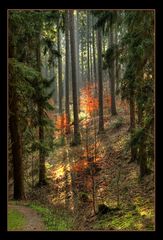 Licht im Wald