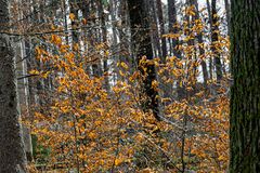 Licht im Wald 