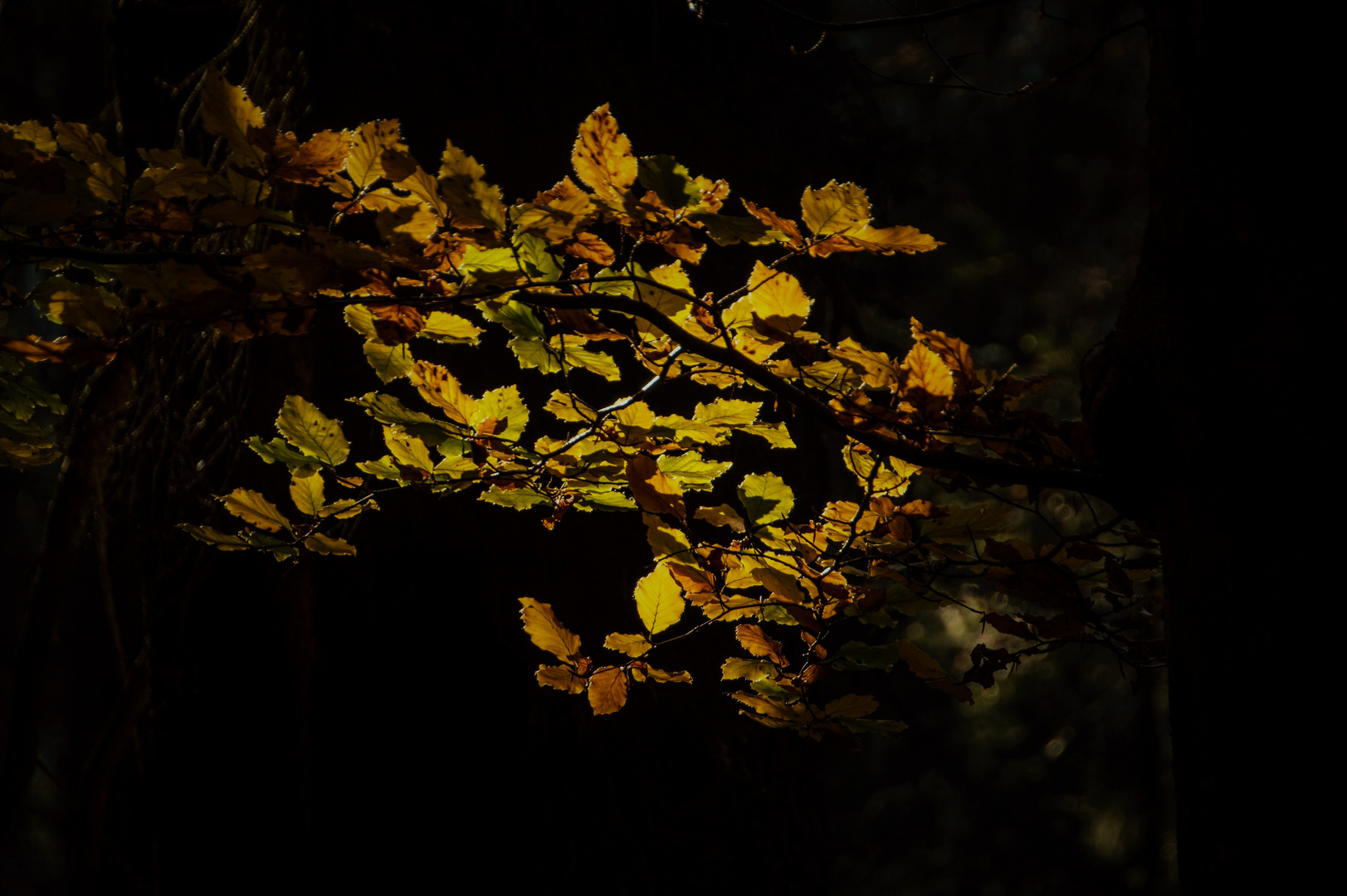 Licht im Wald