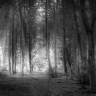 Licht im Wald