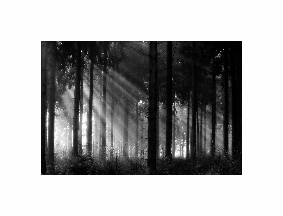 ~ Licht im Wald ~
