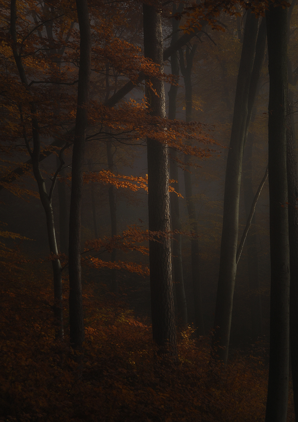 Licht im Wald