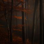 Licht im Wald