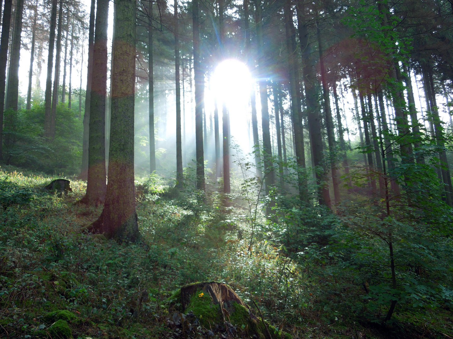 Licht im Wald