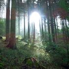 Licht im Wald