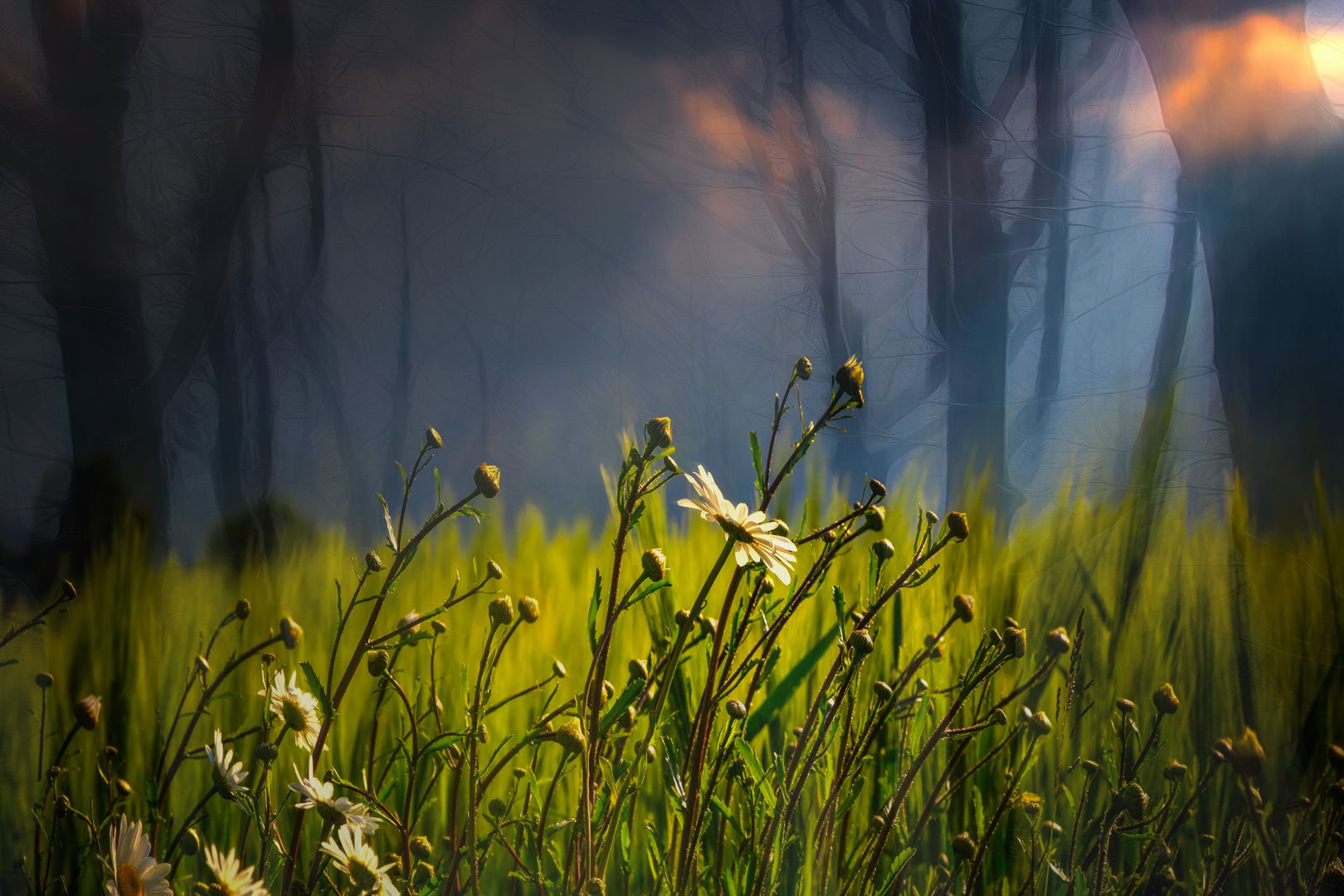 Licht im Wald