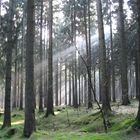 Licht im Wald