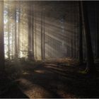 Licht im Wald