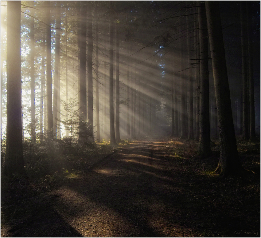 Licht im Wald