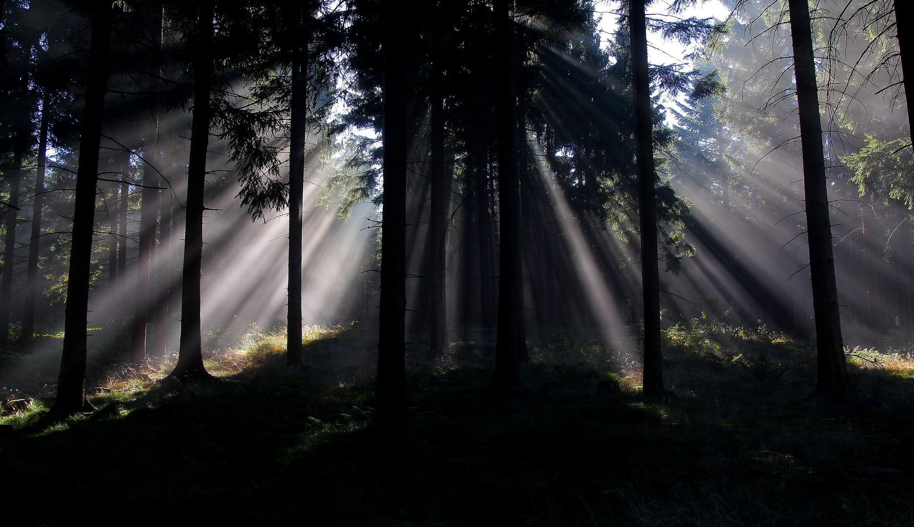 Licht im Wald 2