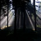 Licht im Wald 2