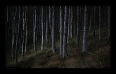 Licht im Wald 2