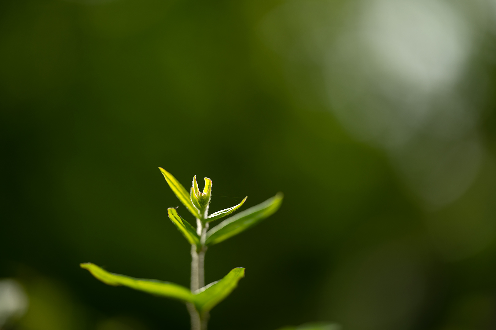 Licht im Wald 2