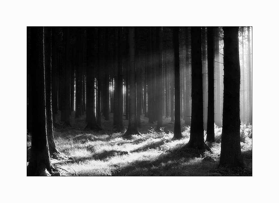 ~ Licht im Wald ~