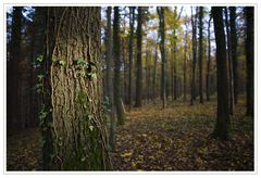 Licht im Wald