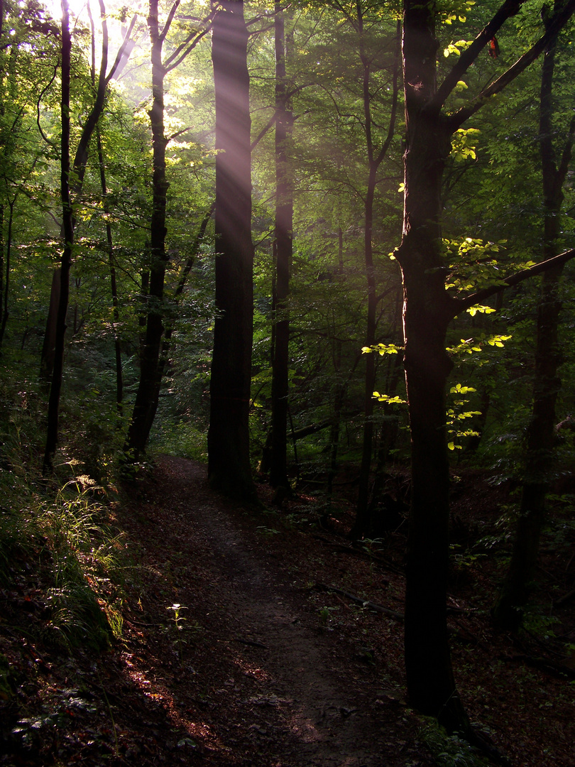 Licht im Wald