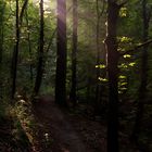 Licht im Wald