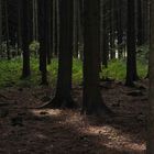 Licht im Wald