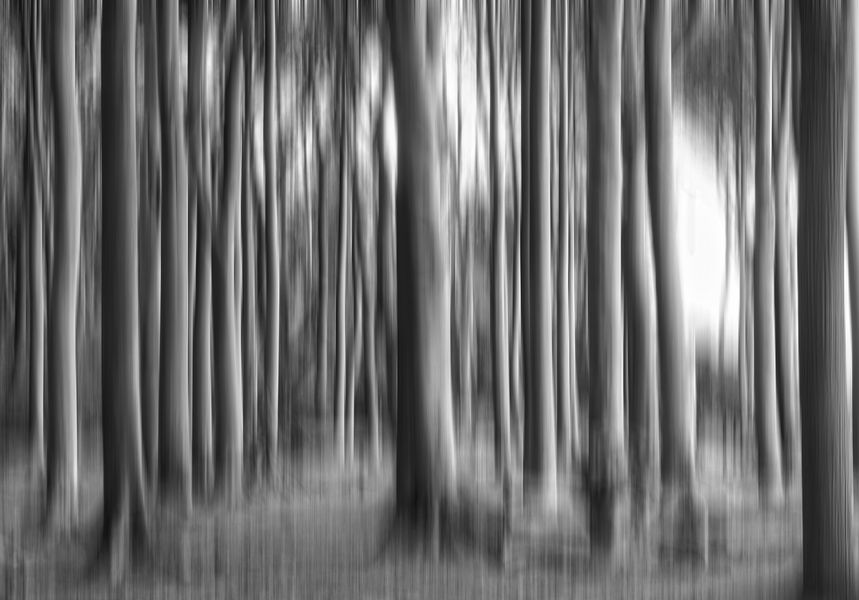 Licht im Wald
