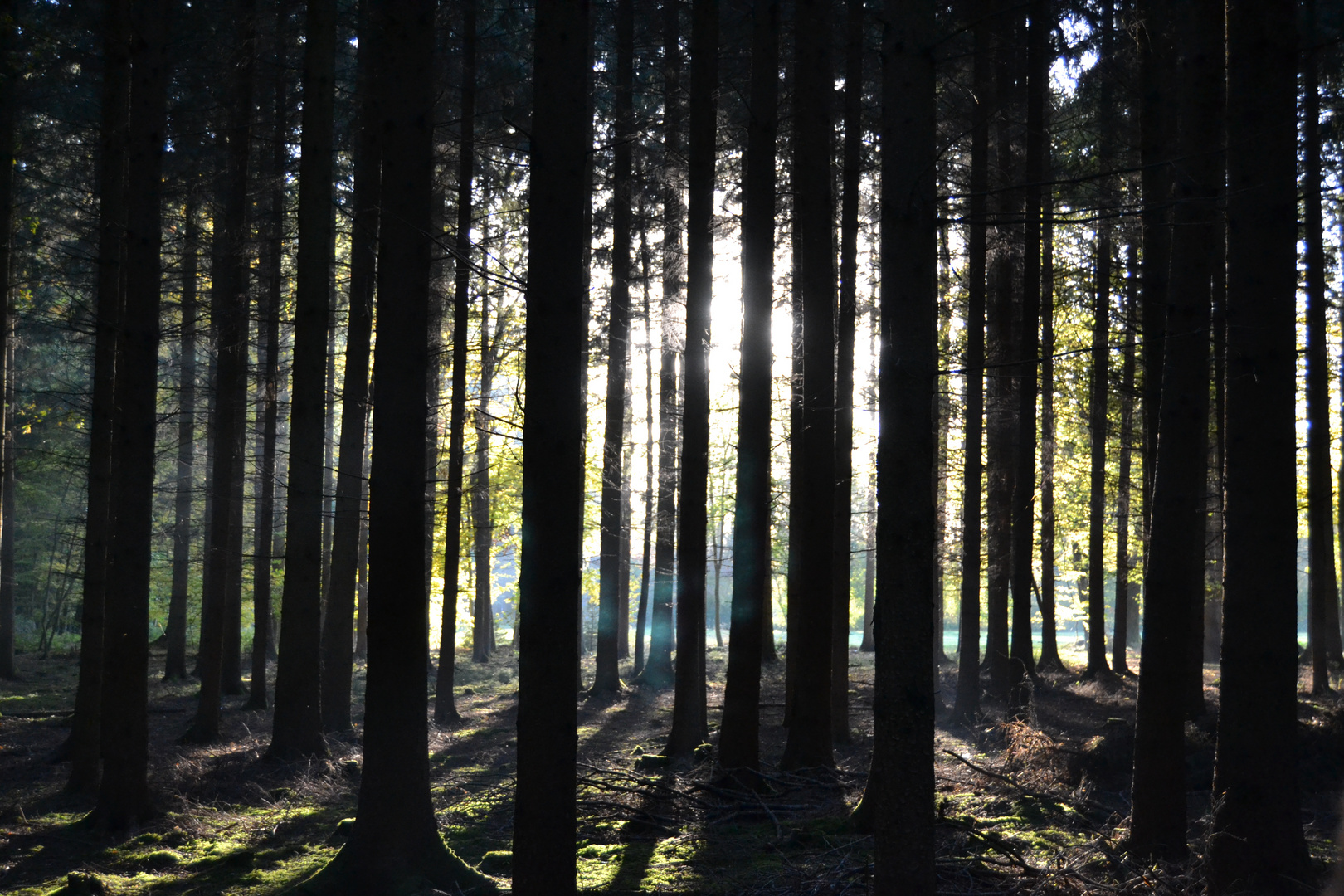 Licht im Wald