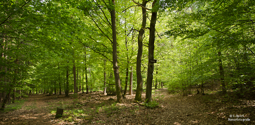 Licht im Wald