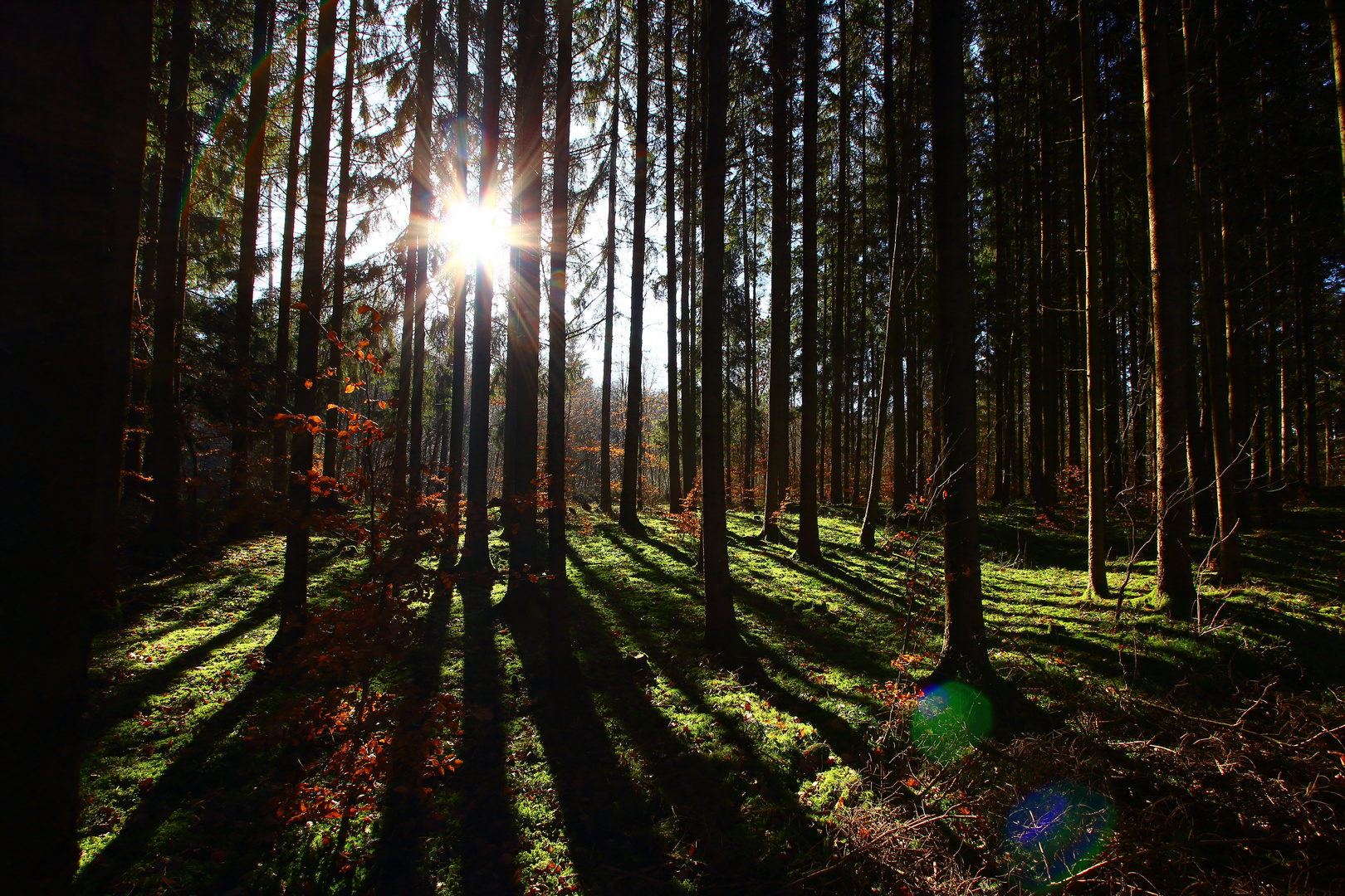 Licht im Wald