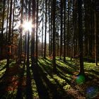 Licht im Wald