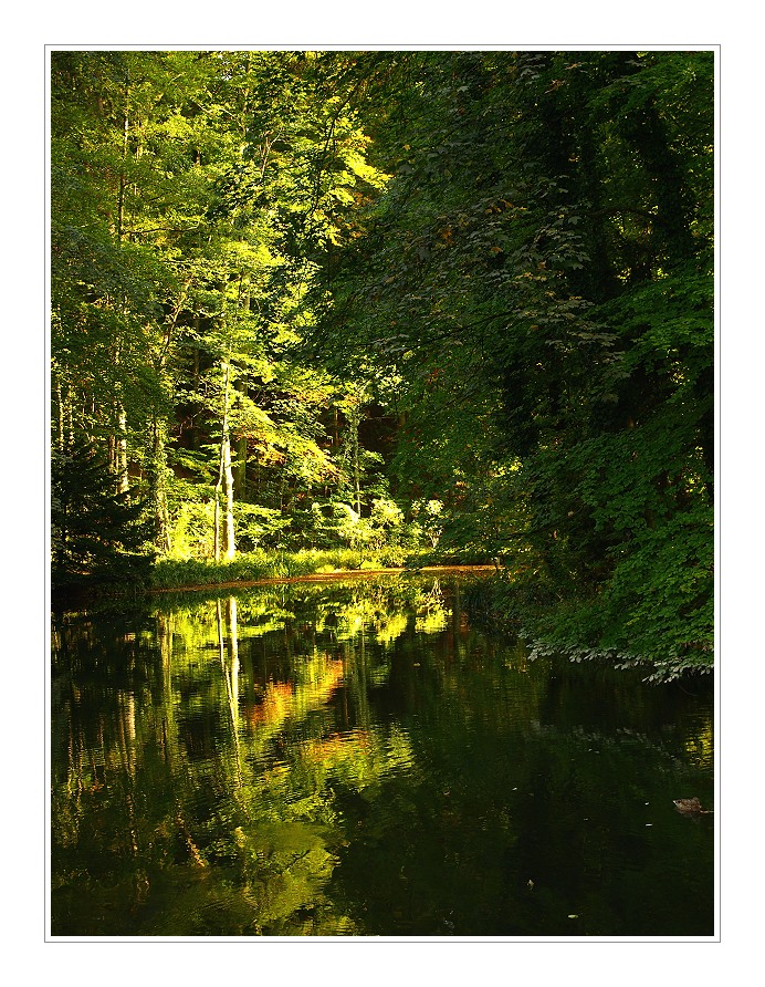 licht im wald