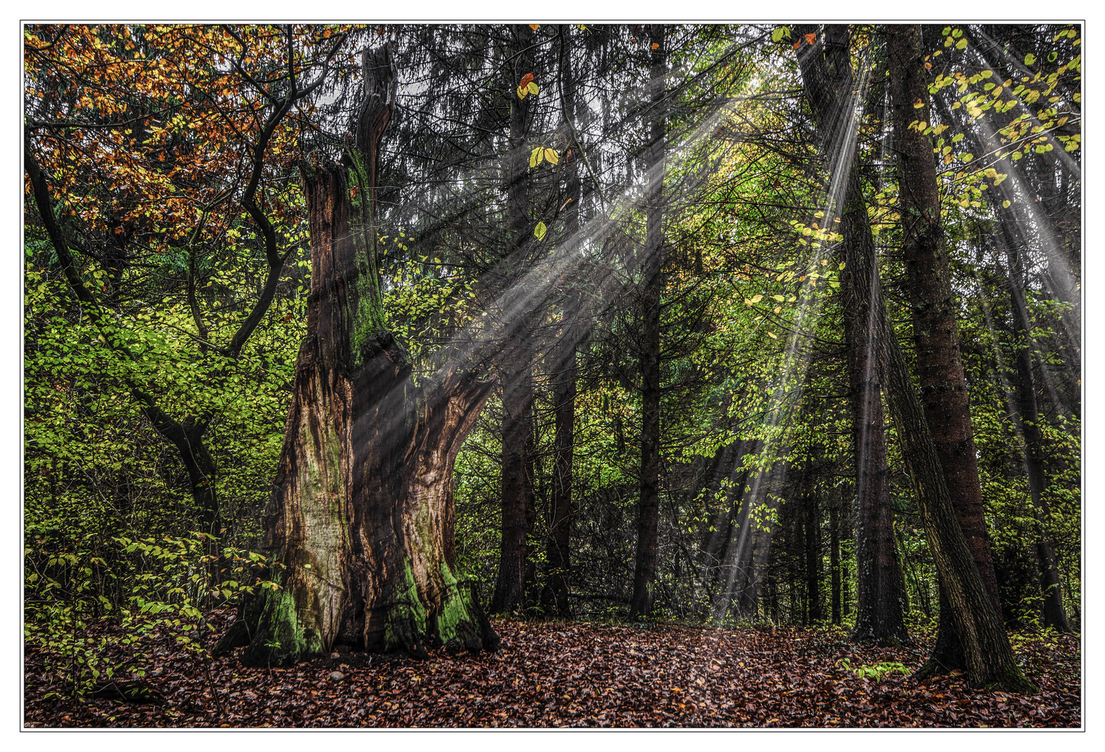 Licht im Wald