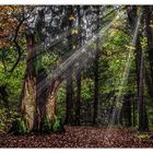 Licht im Wald