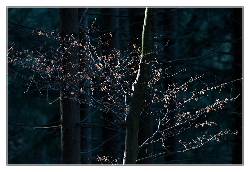 Licht im Wald