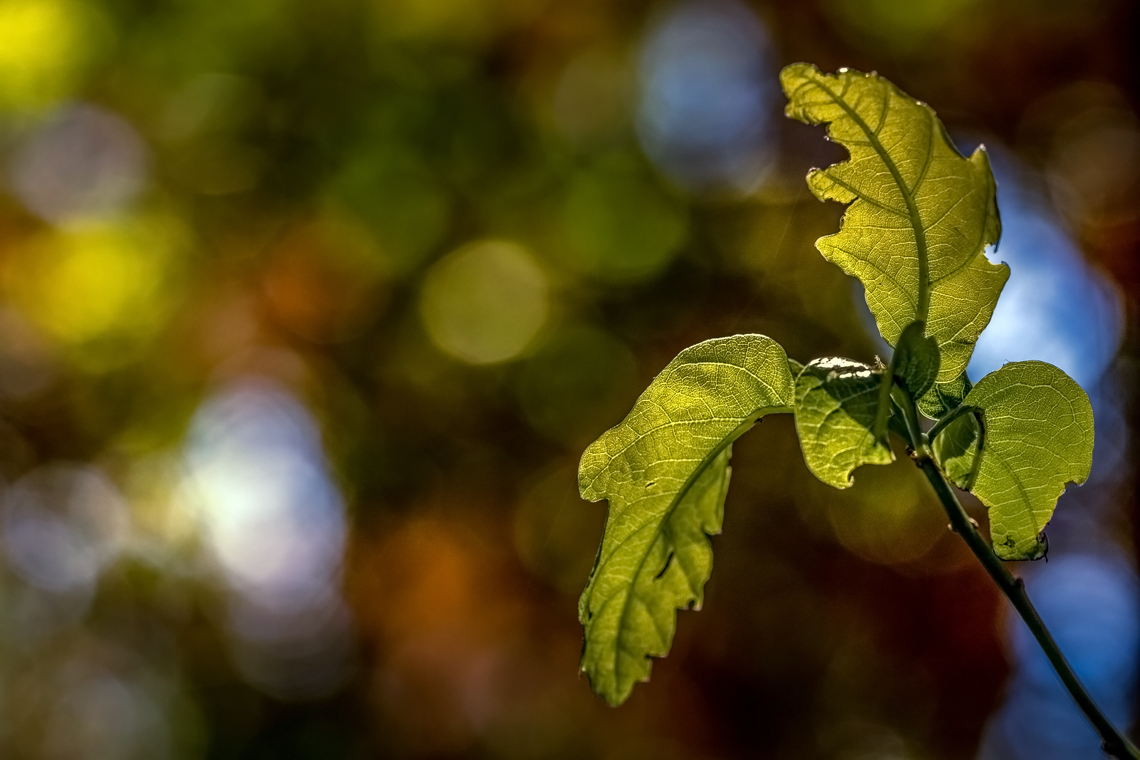 Licht im Wald