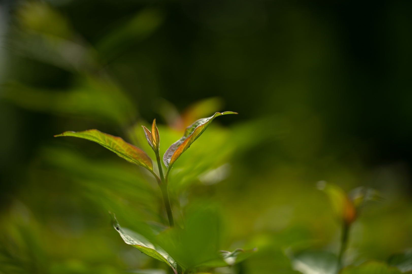 Licht im Wald