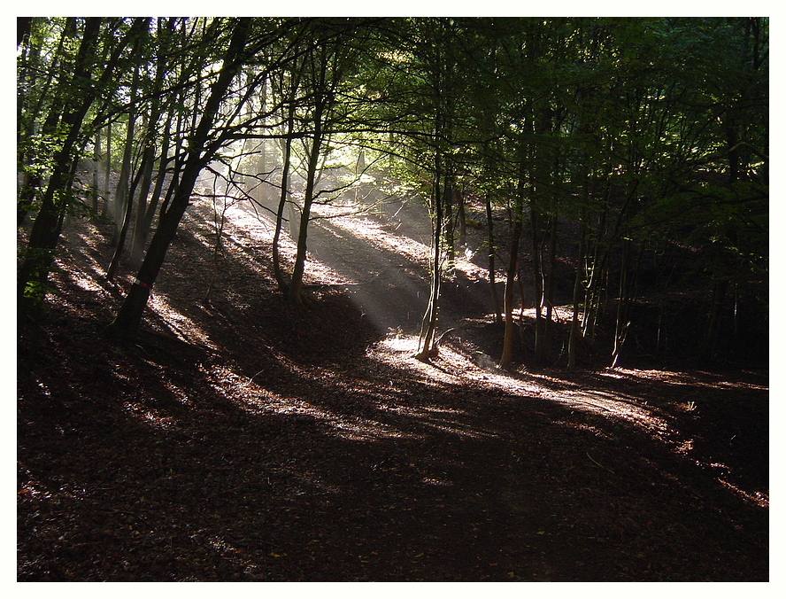 - Licht im Wald - ****